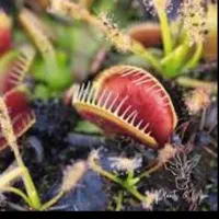 تراریوم گیاهان گوشتخوار و حشره خوار همراه لامپ UV