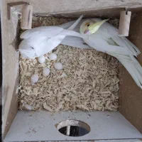 عروس هلندی نر سخنگو|پرنده|ایلام, |دیوار