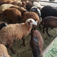 فراورده گوشتی گوسفند بز غاله زنده پروش ییلاقی|حیوانات مزرعه|لواسان, |دیوار