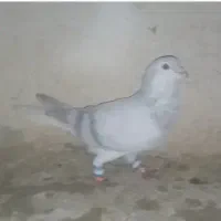 ساده افشون سوسکی بزک|پرنده|مشهد, ثامن|دیوار