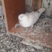 به شرط پرش   به علت زیادی ماده|پرنده|کرج, کوی کارمندان جنوبی|دیوار