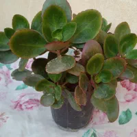 فروش تعدادی گل|گل و گیاه طبیعی|شیراز, شیخ علی چوپان|دیوار