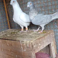 جفت موش درحه یک بشرط