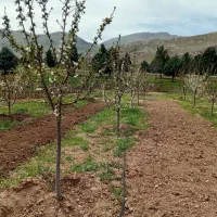 فروش باغ گیلاس سر اتوبان صحنه