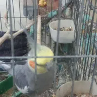 فروش یا معاوضه عروس طوطی