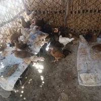 جوجه کوردی درجه یک سالم هر یک هزار