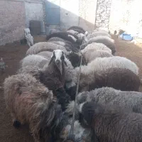 بره چاق برای فروش