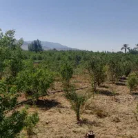 فروش تقریبا ۲۰۰۰ متر باغ جنت شهر|فروش دفتر صنعتی، کشاورزی، تجاری|جنت, |دیوار