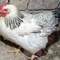 مرغ محلی جوان تخمگذار