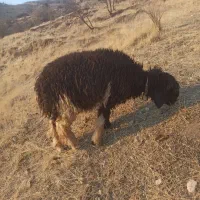 فروش 6 عدد کُوه ماده|حیوانات مزرعه|ایذه, |دیوار