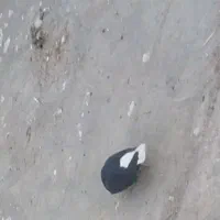 کبوتر
