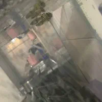 ۱۳تاماهی گوپی معاوظه با مهتابی یا بخاری اکواریوم