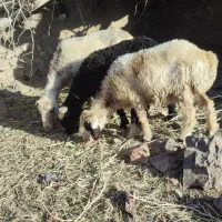 تعدادی بره کوهر  بختیاری    هم برای داشت هم کشت