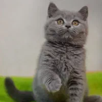 گربه بریتیش اصیل در اهواز حضوری