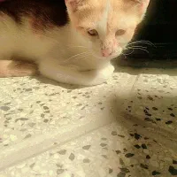 گربه