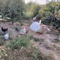 ۱۴بوقلموبقیمت مفت شوشتر|حیوانات مزرعه|اهواز, شهرک نفت|دیوار