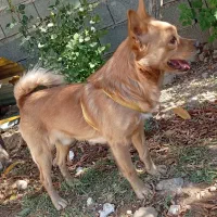 سگ پامر و شیتزو|سگ|یاسوج, |دیوار