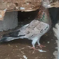 کبوتر سرور