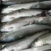 سالمون و غزل الا