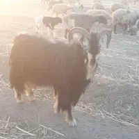 پازن ترکی فروشی|حیوانات مزرعه|شیراز, احمدآباد|دیوار