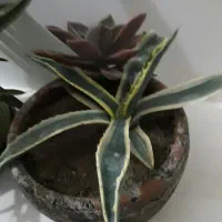 چندتا گل طبیعی فروشی ومعاوضه|گل و گیاه طبیعی|صوفیان, |دیوار