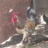 خروس