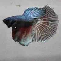 ماهی فایتر هافمون|ماهی|تهران, عباسآباد|دیوار