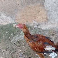 جوجه لاری و مرغ خروس مولد اصل|حیوانات مزرعه|نیشابور, دربقاضی|دیوار