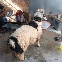 بره نر|حیوانات مزرعه|مسجد سلیمان, |دیوار