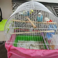 پرنده زینتی|پرنده|شاهرود, |دیوار