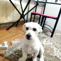 سگ شیتزو گم شده