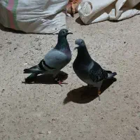 کبوتر سبز