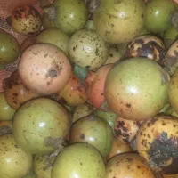 انار ترش کیلویی ۶۰