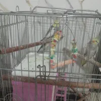 عروس هلندی  جوفت