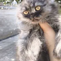 توله گربه نژاددار|گربه|شیراز, تندگویان|دیوار