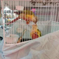 طوطی گیرینچیک مولد