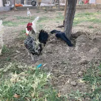 خروس