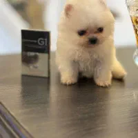 پامرانین سایز صفر واقعی