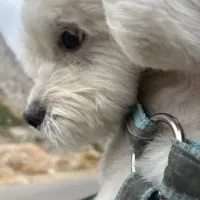 واگذاری سگ نژاد شیتزو مالتیز ماده