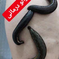 رگگیری.اصلاحی.زالودرمانی.حجامت.اصلاحی|خدمات آرایشگری و زیبایی|کاشان, دشت چال|دیوار