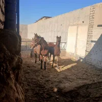 اسب کره ارسلان