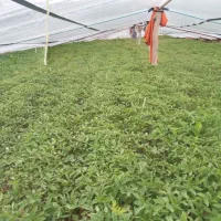 نشا گوجه|خدمات باغبانی و درختکاری|زنجان, |دیوار