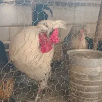 مرغ و خروس کاکلی پاپر