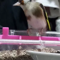 پرنده سره سهره ماده چونه سفید|پرنده|ری, دولت‌آباد|دیوار