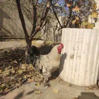 معاوضه خروس بامرغ