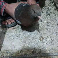 کفتر|پرنده|ماهان, |دیوار