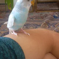 مرغ عشق دستی  بالغ