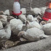 بوقلمون بیوتی ۶|حیوانات مزرعه|آزادشهر, |دیوار