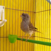 قناری طوسی گلاستر نر