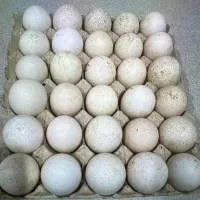 تخم بوقلمون نطفه دار